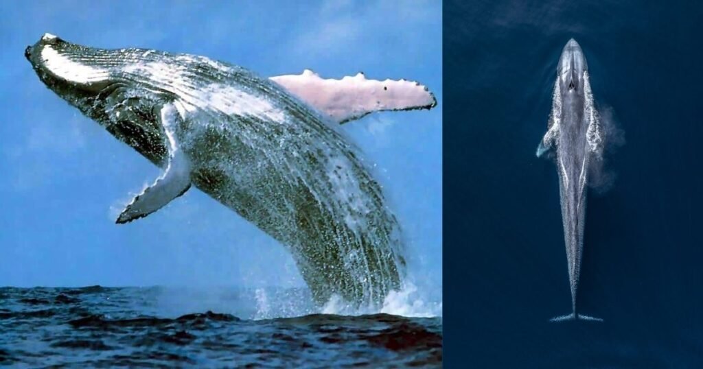 100 feet animal