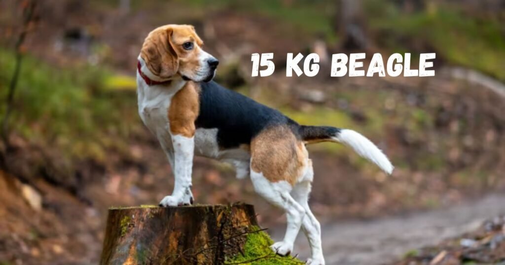 15 Kg Beagles