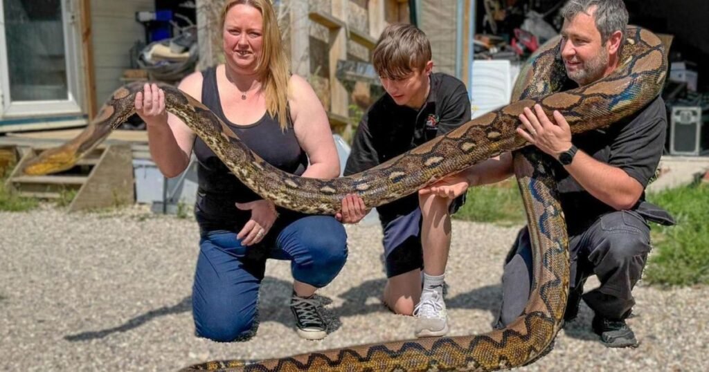 3 Meter Python